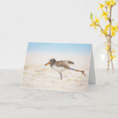 Kutest Baby Animals | Amerikaanse Oystercatcher Ch Kaart (Gele Bloem)