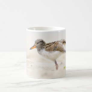 Kutest Baby Animals   Amerikaanse Oystercatcher Ch Koffiemok