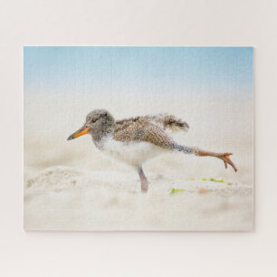 Kutest Baby Animals   Amerikaanse Oystercatcher Ch Legpuzzel