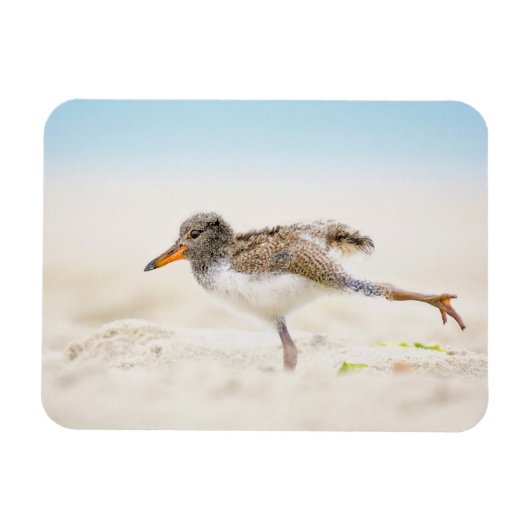 Kutest Baby Animals | Amerikaanse Oystercatcher Ch Magneet (Horizontaal)