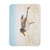 Kutest Baby Animals | Amerikaanse Oystercatcher Ch Magneet (Verticaal)