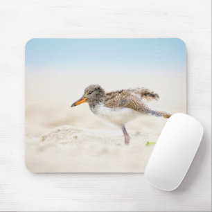 Kutest Baby Animals Amerikaanse Oystercatcher Ch Muismat