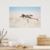 Kutest Baby Animals | Amerikaanse Oystercatcher Ch Poster (Keuken)
