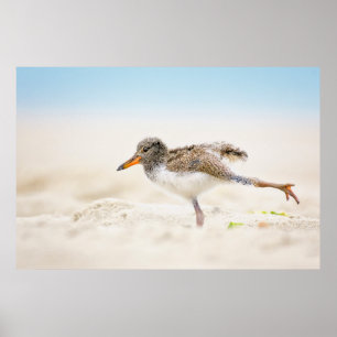 Kutest Baby Animals   Amerikaanse Oystercatcher Ch Poster