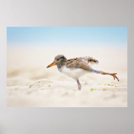 Kutest Baby Animals | Amerikaanse Oystercatcher Ch Poster (Voorkant)