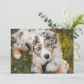 Kutest Baby Animals | Australische schapenhouderij Bedankkaart (Staand voorkant)