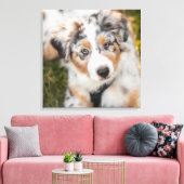 Kutest Baby Animals | Australische schapenhouderij Canvas Afdruk (Insitu (Woonkamer))
