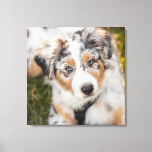 Kutest Baby Animals   Australische schapenhouderij Canvas Afdruk