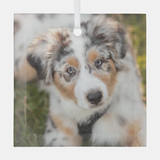 Kutest Baby Animals | Australische schapenhouderij Glas Ornament (Voorkant)