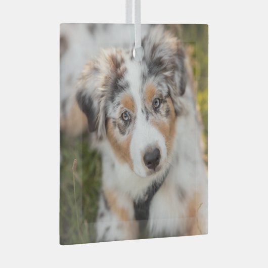 Kutest Baby Animals | Australische schapenhouderij Glas Ornament (Voorkant Rechts)