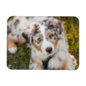 Kutest Baby Animals | Australische schapenhouderij Magneet (Horizontaal)