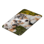 Kutest Baby Animals | Australische schapenhouderij Magneet (Linkerzijde)