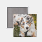 Kutest Baby Animals | Australische schapenhouderij Magneet (Voorkant / Achterkant)