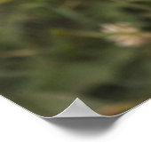 Kutest Baby Animals | Australische schapenhouderij Poster (Hoek)