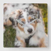 Kutest Baby Animals | Australische schapenhouderij Vierkante Klok (Voorkant)