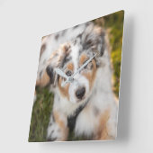 Kutest Baby Animals | Australische schapenhouderij Vierkante Klok (Hoek)