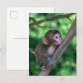 Kutest Baby Animals | Baby aap Briefkaart (Voorkant / Achterkant)