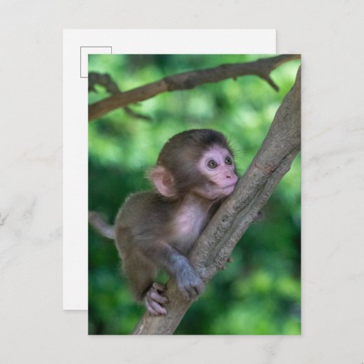 Kutest Baby Animals | Baby aap Briefkaart (Voorkant / Achterkant)