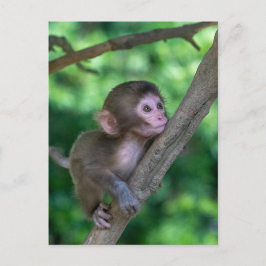 Kutest Baby Animals | Baby aap Briefkaart (Voorkant)
