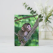 Kutest Baby Animals | Baby aap Briefkaart (Staand voorkant)
