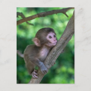 Kutest Baby Animals   Baby aap Briefkaart