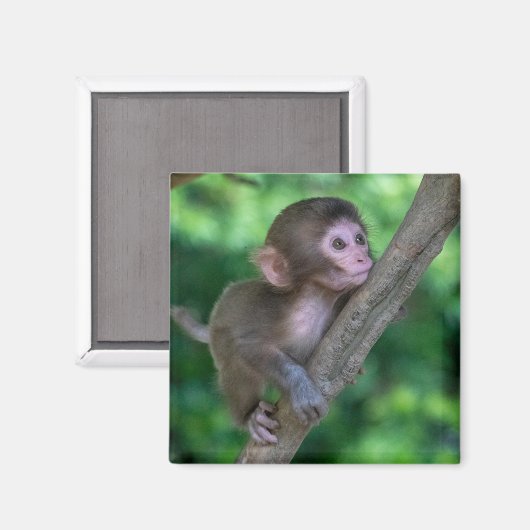 Kutest Baby Animals | Baby aap Magneet (Voorkant / Achterkant)
