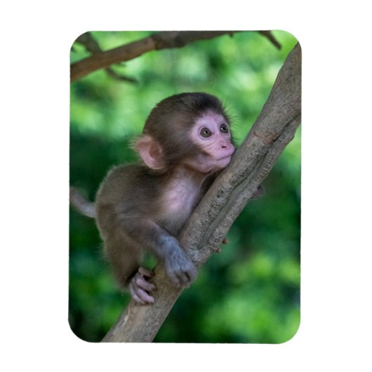 Kutest Baby Animals | Baby aap Magneet (Verticaal)