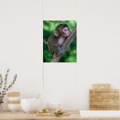 Kutest Baby Animals | Baby aap Poster (Keuken)