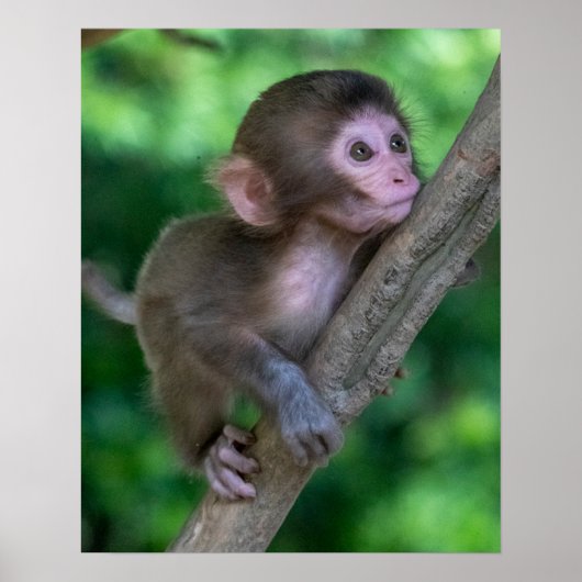 Kutest Baby Animals | Baby aap Poster (Voorkant)
