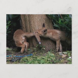 Kutest Baby Animals   Baby afspelen Briefkaart