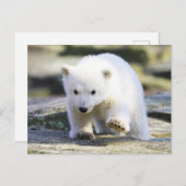 Kutest Baby Animals | BABY BEER Briefkaart (Voorkant / Achterkant)