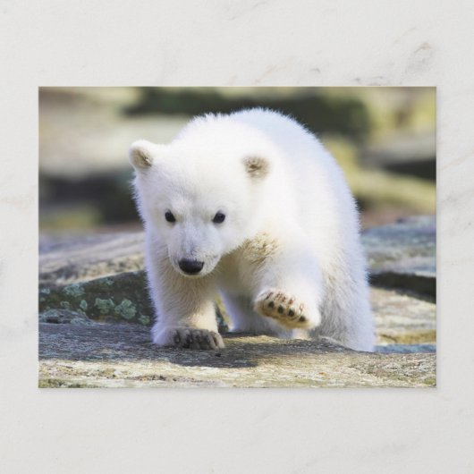 Kutest Baby Animals | BABY BEER Briefkaart (Voorkant)