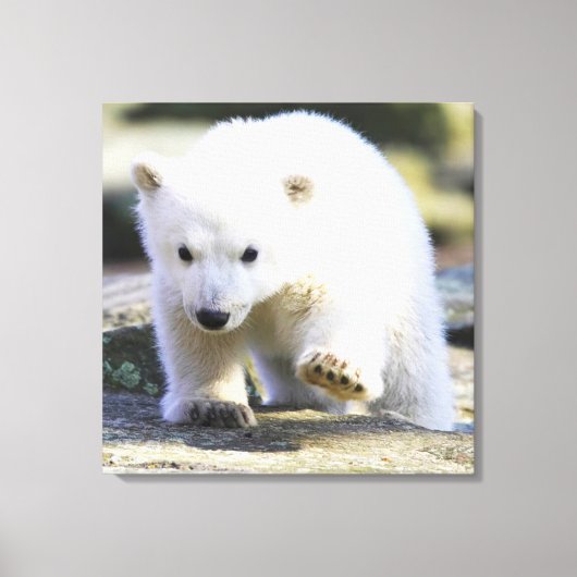 Kutest Baby Animals | BABY BEER Canvas Afdruk (Voorkant)