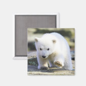 Kutest Baby Animals | BABY BEER Magneet (Voorkant / Achterkant)
