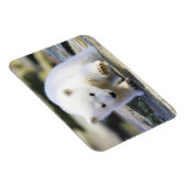 Kutest Baby Animals | BABY BEER Magneet (Rechterzijde)