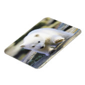 Kutest Baby Animals | BABY BEER Magneet (Linkerzijde)