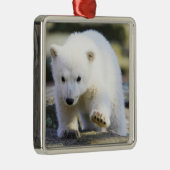 Kutest Baby Animals | BABY BEER Metalen Ornament (Rechts)
