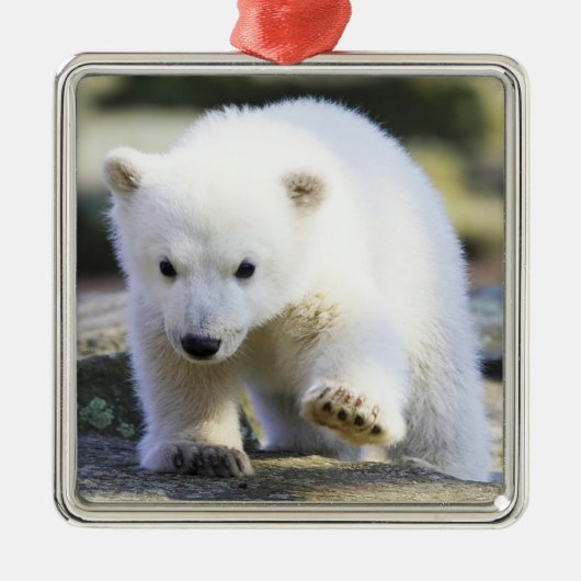 Kutest Baby Animals | BABY BEER Metalen Ornament (Voorkant)