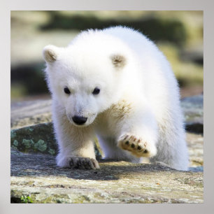 Kutest Baby Animals BABY BEER Poster