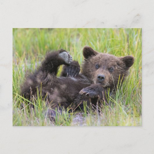 Kutest Baby Animals | Baby Bruine Beer Cub Briefkaart (Voorkant)