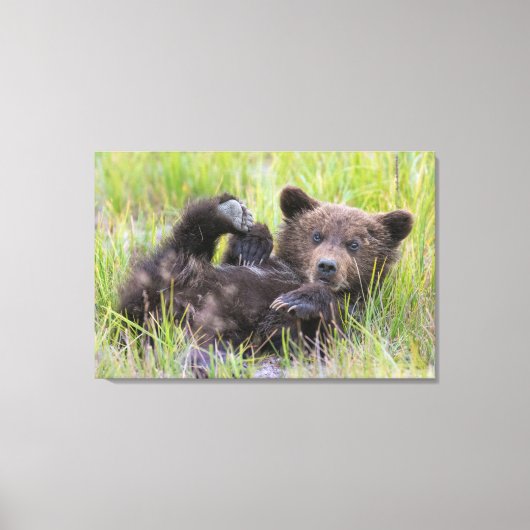 Kutest Baby Animals | Baby Bruine Beer Cub Canvas Afdruk (Voorkant)