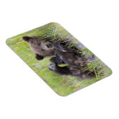 Kutest Baby Animals | Baby Bruine Beer Cub Magneet (Rechterzijde)