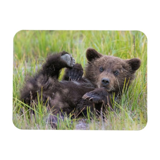 Kutest Baby Animals | Baby Bruine Beer Cub Magneet (Horizontaal)