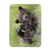 Kutest Baby Animals | Baby Bruine Beer Cub Magneet (Verticaal)
