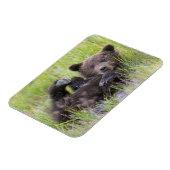 Kutest Baby Animals | Baby Bruine Beer Cub Magneet (Linkerzijde)