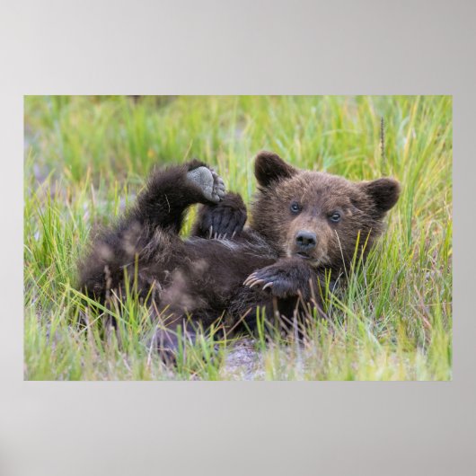 Kutest Baby Animals | Baby Bruine Beer Cub Poster (Voorkant)