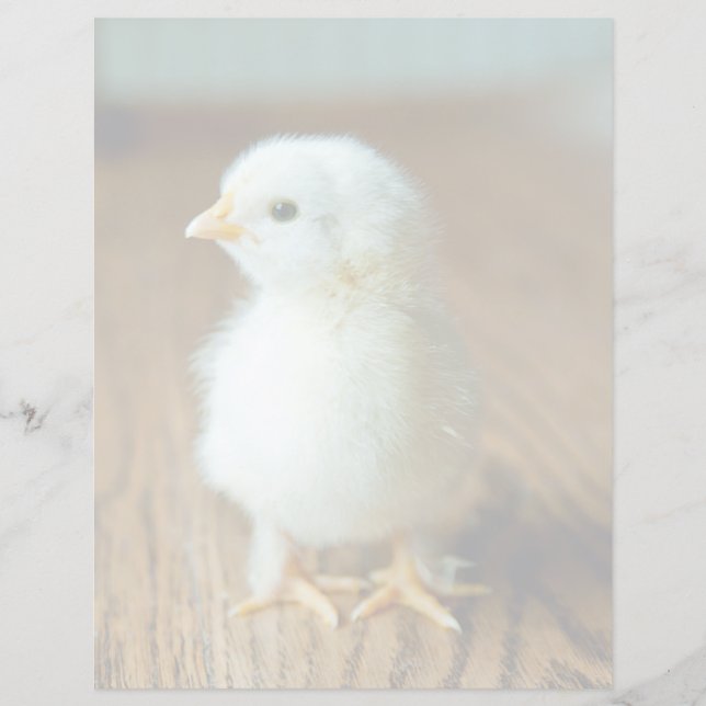 Kutest Baby Animals | Baby Chick (Voorkant)