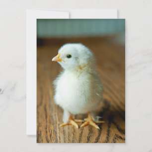 Kutest Baby Animals Baby Chick Bedankkaart