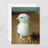 Kutest Baby Animals | Baby Chick Briefkaart (Voorkant / Achterkant)