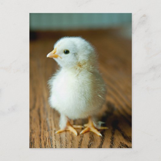 Kutest Baby Animals | Baby Chick Briefkaart (Voorkant)